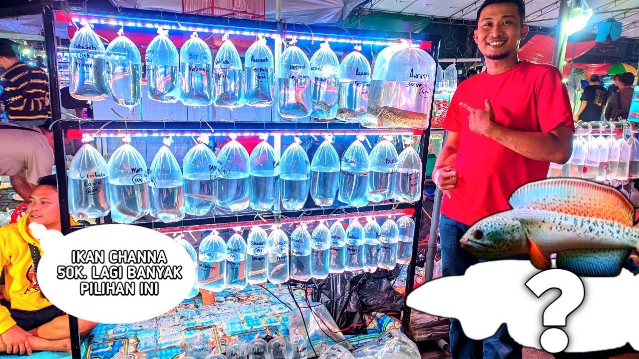 REVIEW IKAN CHANNA AURANTI. DARI YANG KECIL SAMPAI EXTRA JUMBO. HARGA TERJANGKAU STOK LAGI BANYAK 