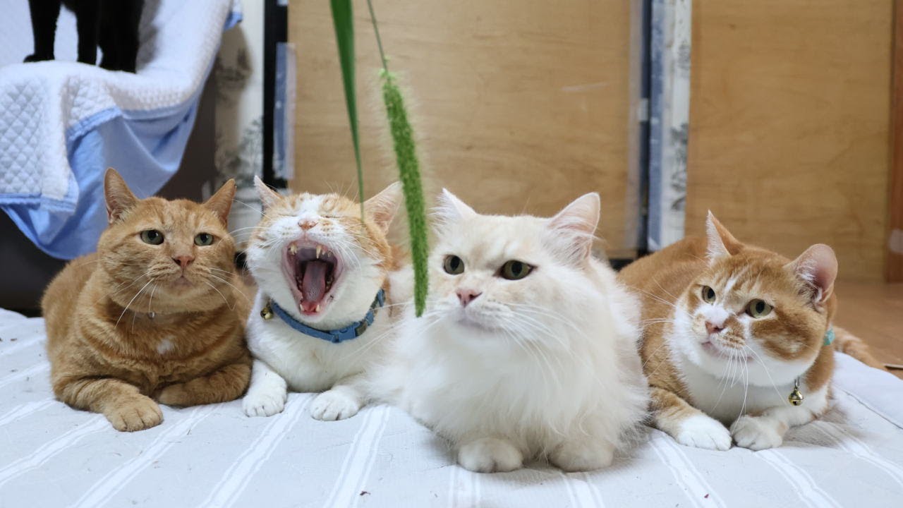 エノコログサで遊ぶ猫たち　251013