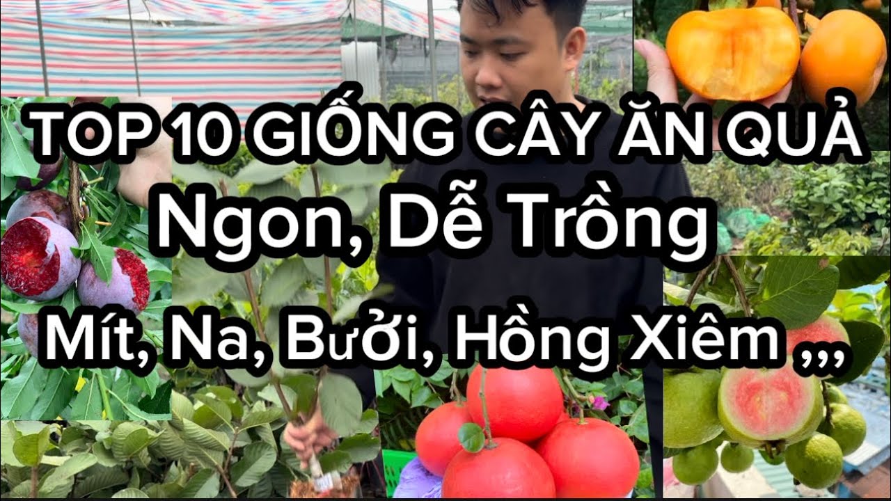 Top 10 Giống Cây Ăn Quả Ngon, Trồng Mùa Xuân Cây Ghép Nhanh Quả, Nhãn, Mít, Bơ, Hồng Xiêm