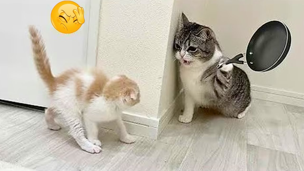 Lustiges Katzenvideo mit frechen Katzen