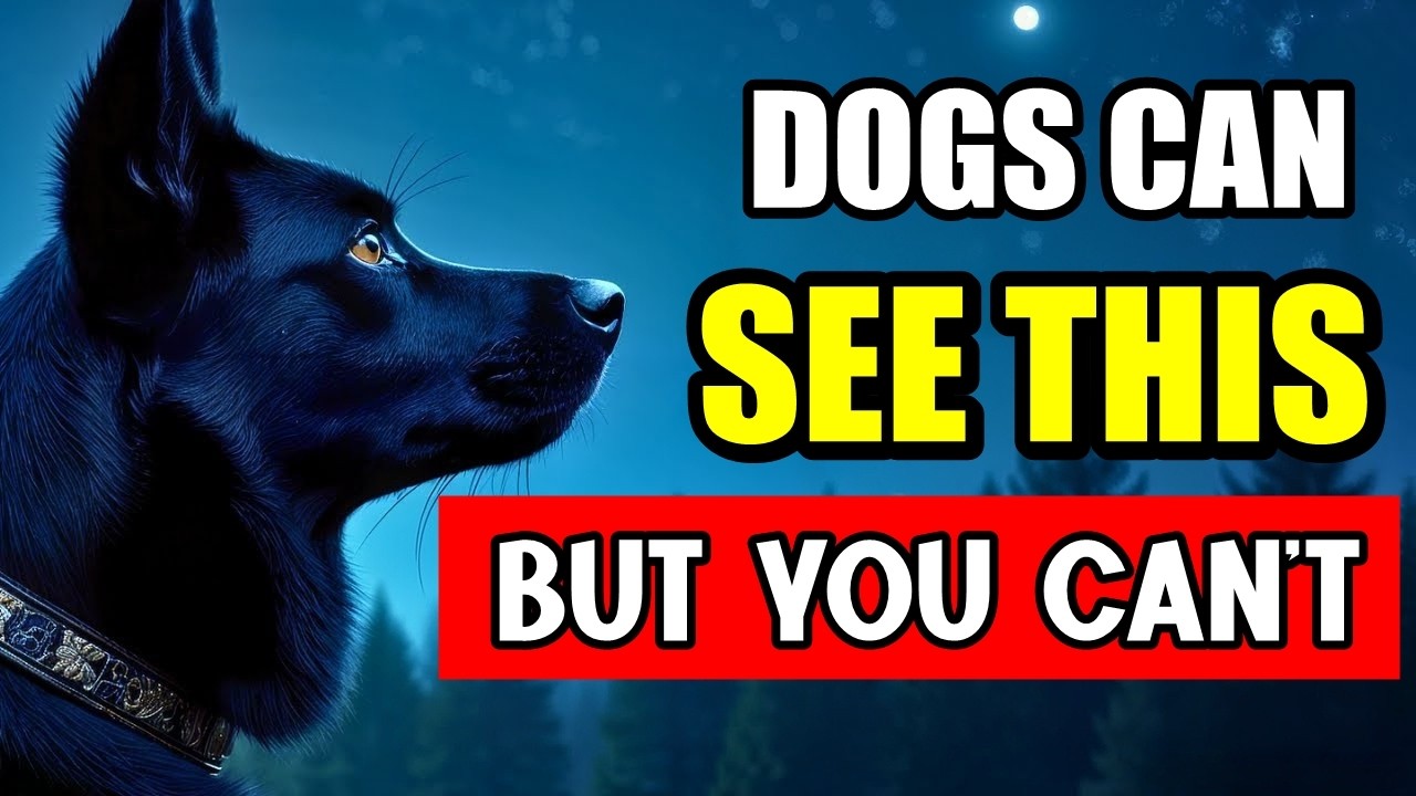 13 AMAZING Things ONLY Dogs Can See, Hear and Feel BUT YOU CAN'T!