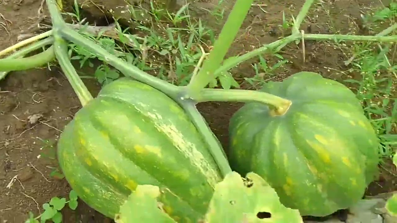 Plantios aqui na Chácara Serra Verd, Anapu - Pará - Brasil