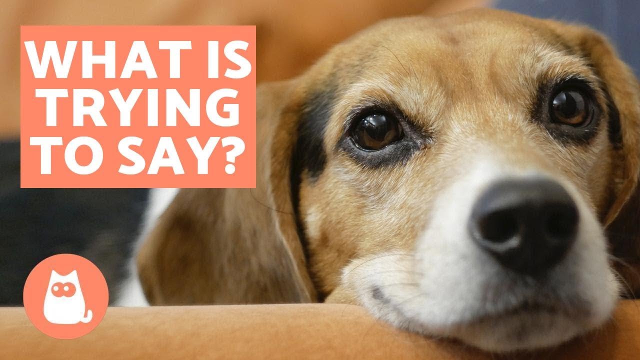 10 Things Your Dog is Trying to Tell You