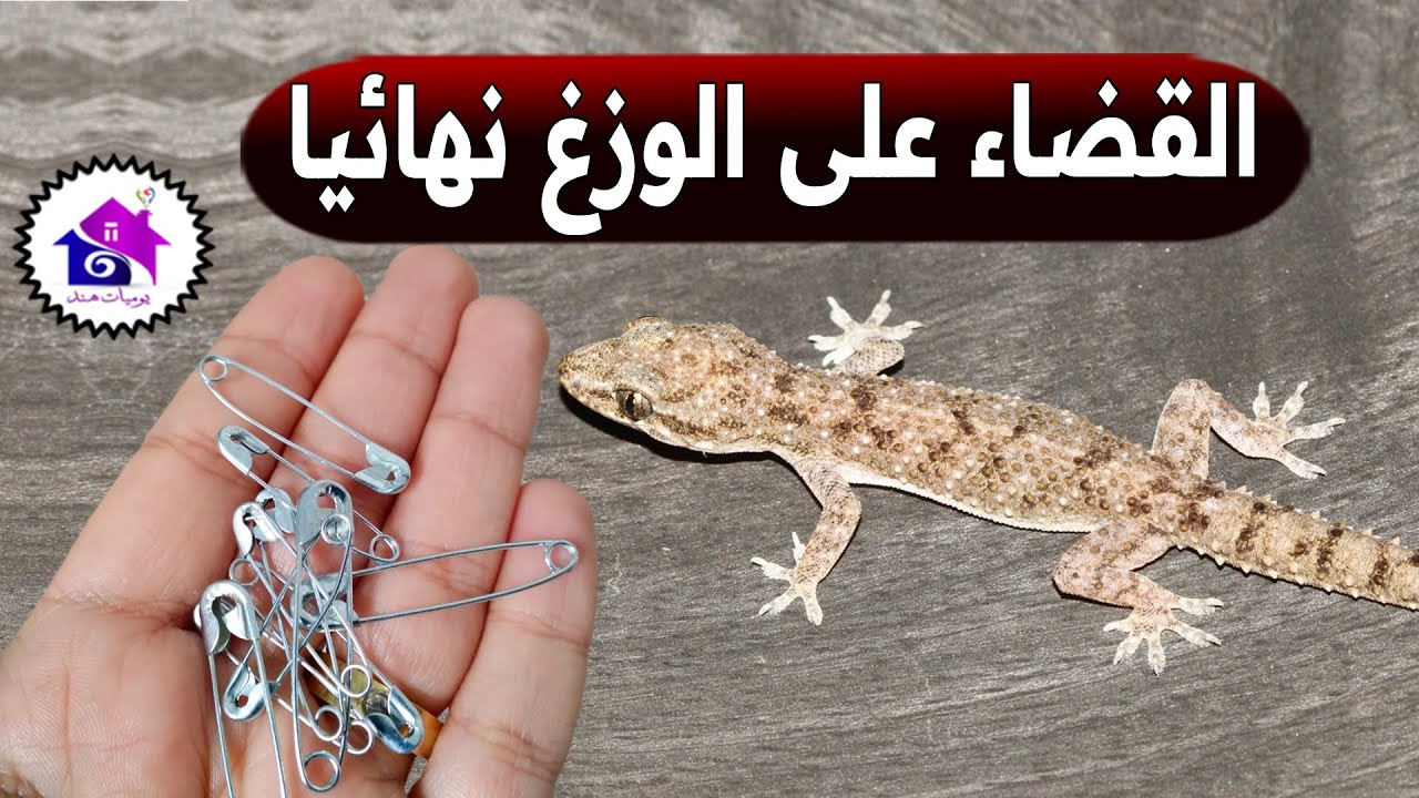 طرد الوزغ ( ابو بريص ) 🔥 حيل مفيدة يحتاج الجميع إلى معرفتها