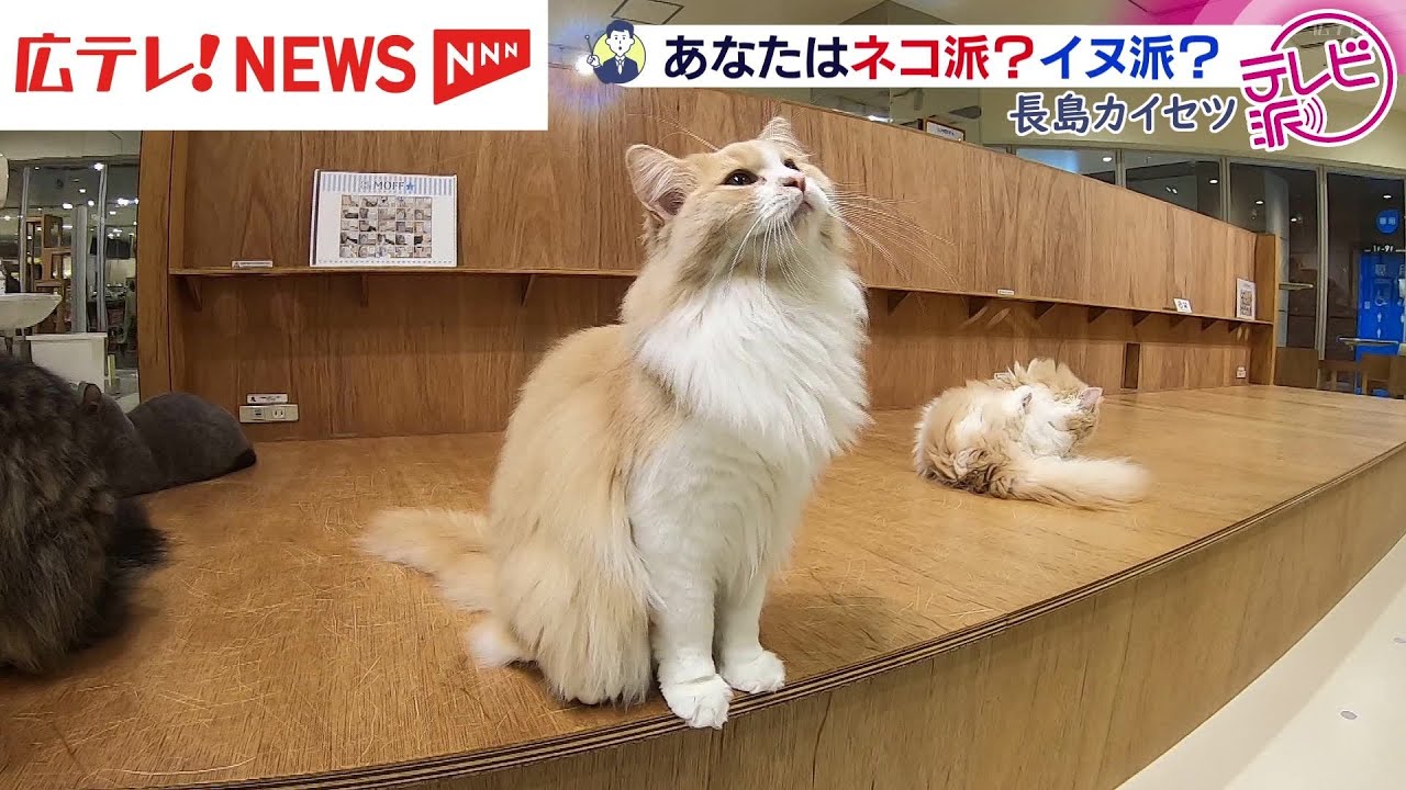 ネコが経済効果をもたらす？　2月22日はネコの日　長島カイセツ