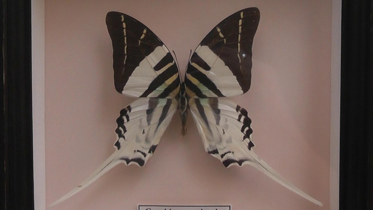 ИЗ МИРА: 202. Graphium androcles (графия андрокл)