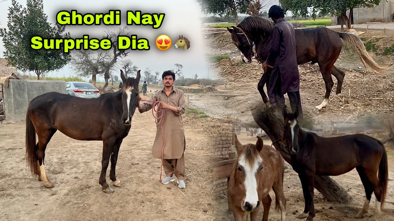 Hmari Ghordi Nay Surprise Day Dia 😍 || Kis Ghordy Ka Bacha Any Wala ❤️
