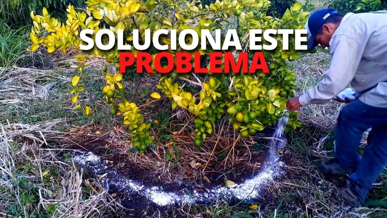 Como SOLUCIONAR HOJAS AMARILLAS EN CÍTRICOS: CLOROSIS