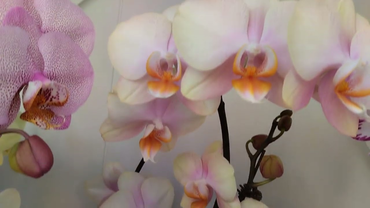 Орхидеи на солнышке! Экспромт! 31.01.26 #орхидеи # орхидеи цветут #фаленопсис 