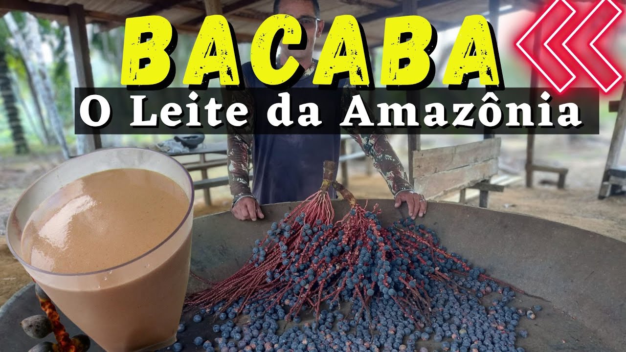 BORA TIRAR BACABA??- O leite da Amazônia