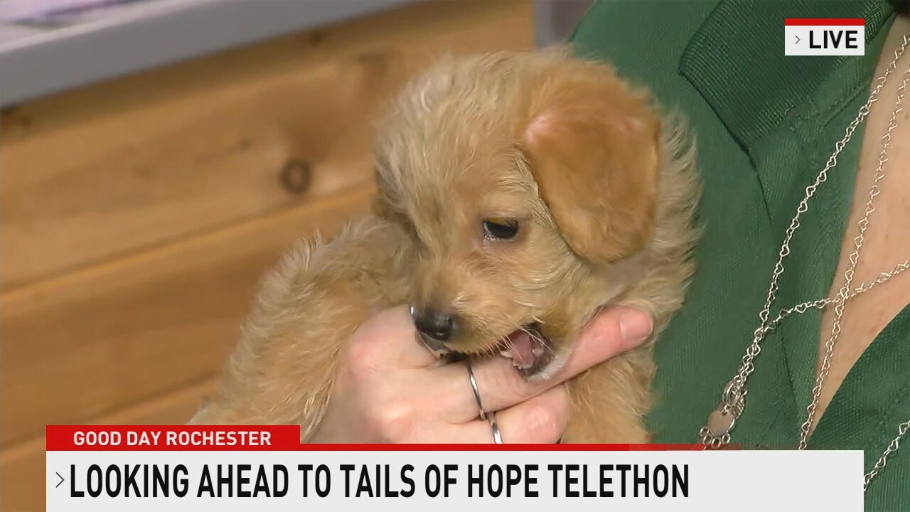 Tails of Hope with Lollypop Farm