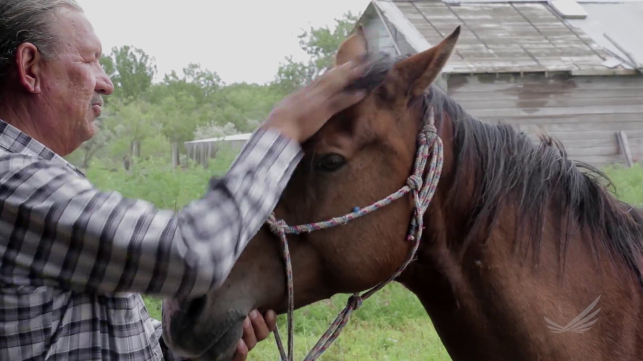 Rediscovering the healing power of horses