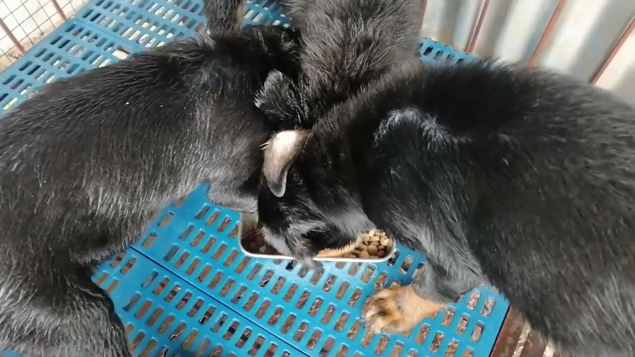 Puppy fighting over food