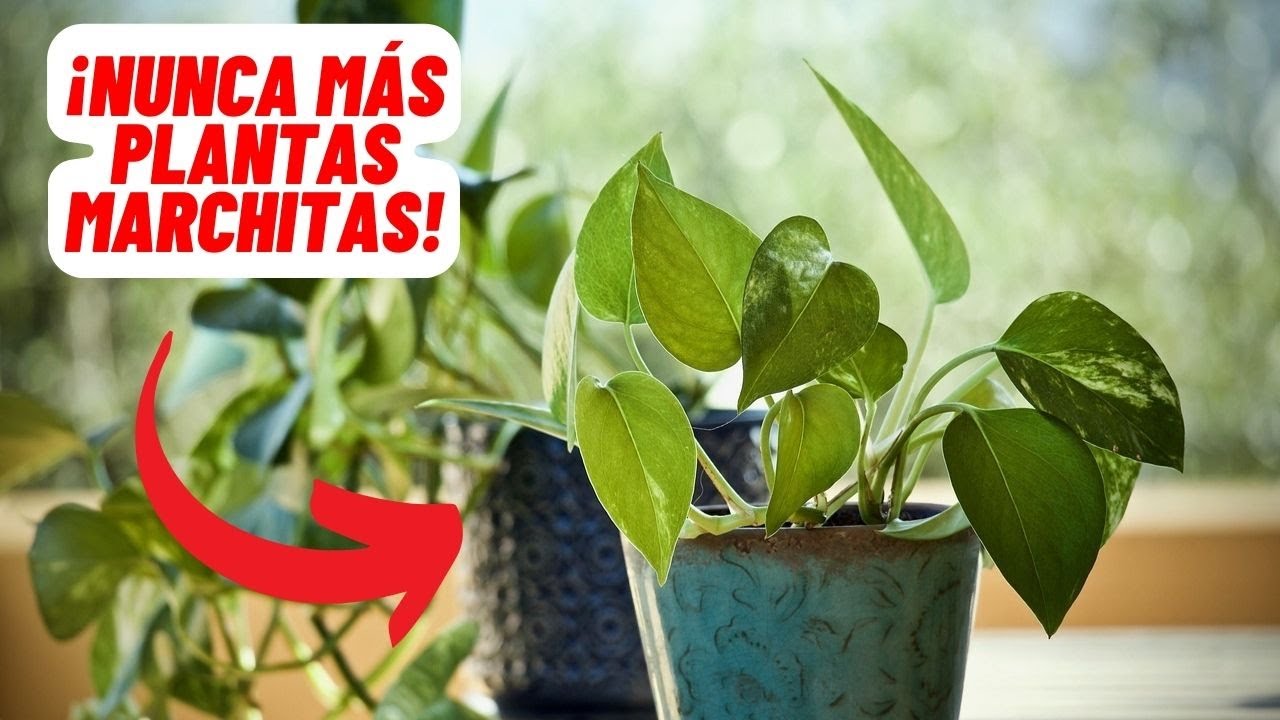 El Truco Infalible para Revivir tu Potus: ¡Nunca Más Plantas Marchitas!