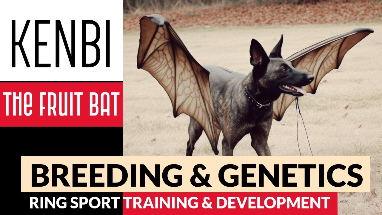 Kenbi The Fruit Bat Malinois - Ring Sport Development & Training - Part 1 Breeding & Genetics