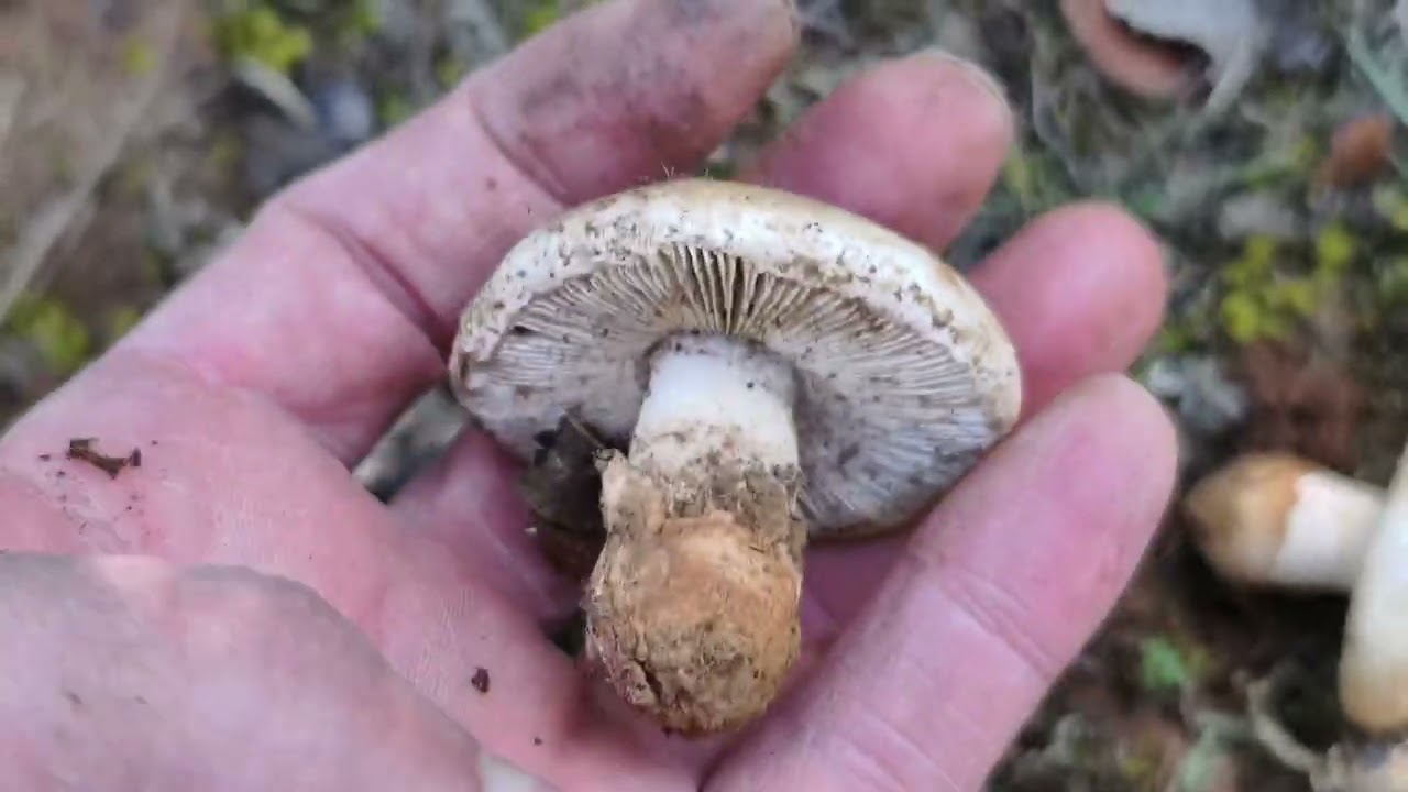 Amanita curtipes. Identificaci&oacute;n del gurumelo mejor.