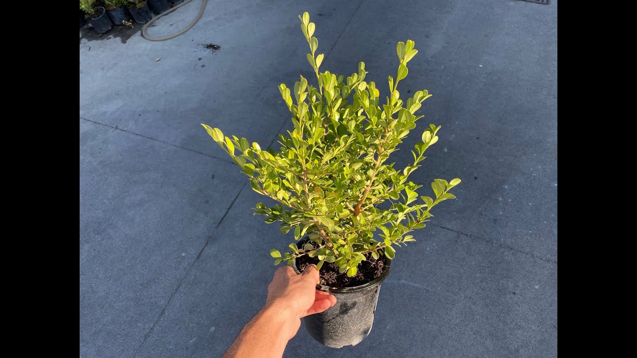 Bosso, una pianta da siepe elegante: come coltivarla! (Buxus sempervirens)
