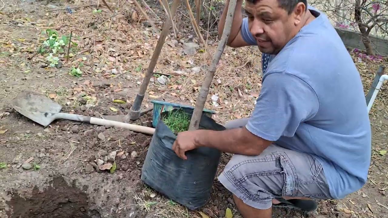 Otro árbol de mango en casa 🏡 creo que queda bien 