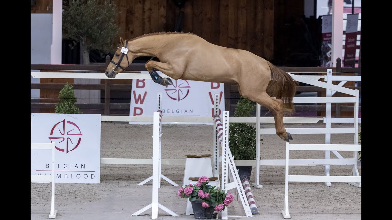 Sambucci de Muze Stallion Show 2021
