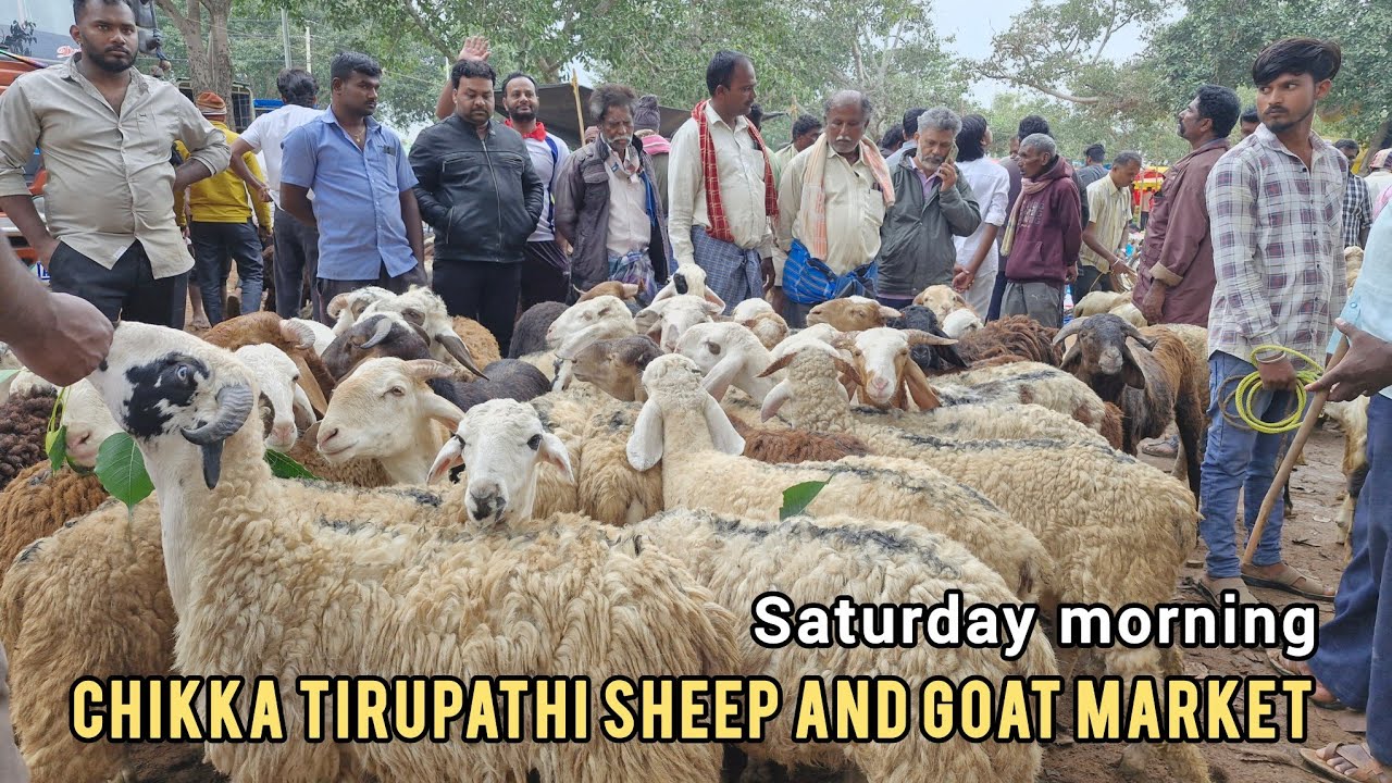 Chikka Tirupathi Sheep And Goat Market
