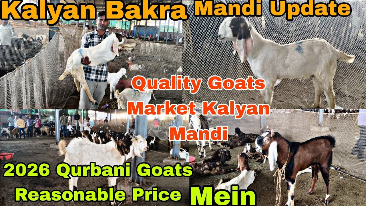 Kalyan Bakra Mandi Update Quality Goats Market|2026 Qurbani Goats Reasonable price Mein#youtubevideo