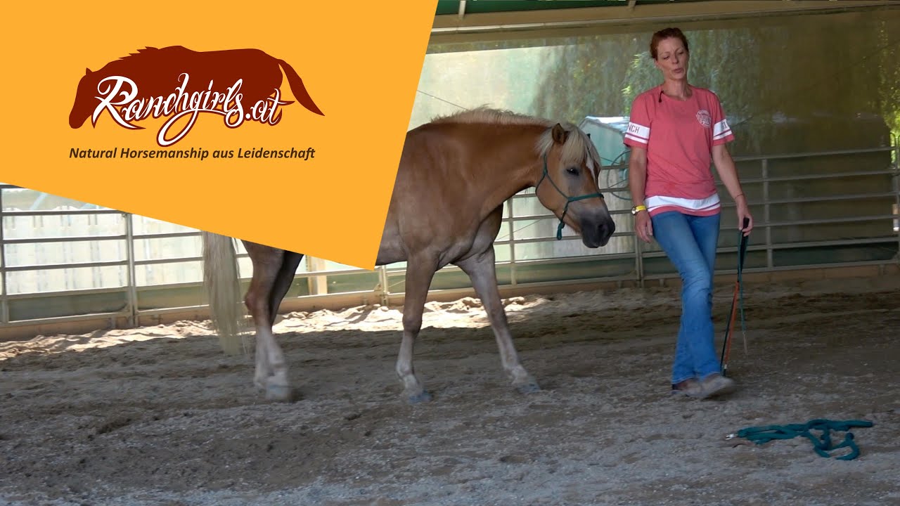 Training L3: Roundpen: Training Aufmerksamkeit mit Lovely (7) - (Sanguiniker)