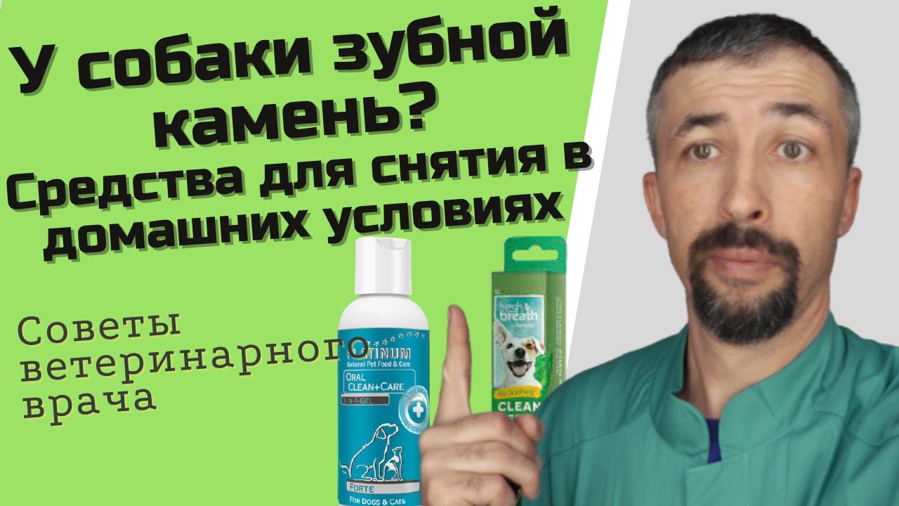 Средства против зубного камня у собак