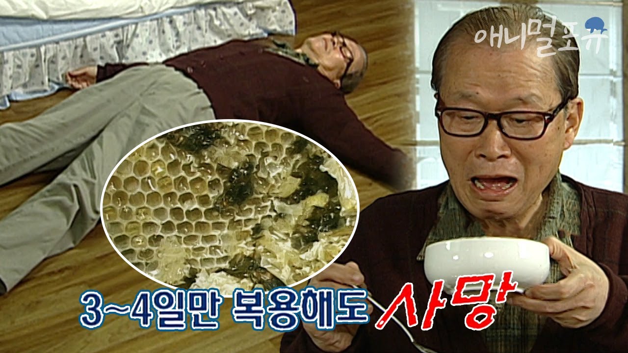 꿀물만으로 사망 할 수 있다고?? 외국산 벌꿀의 위험성ㄷㄷ; | KBS 위기탈출 넘버원 110418 방송