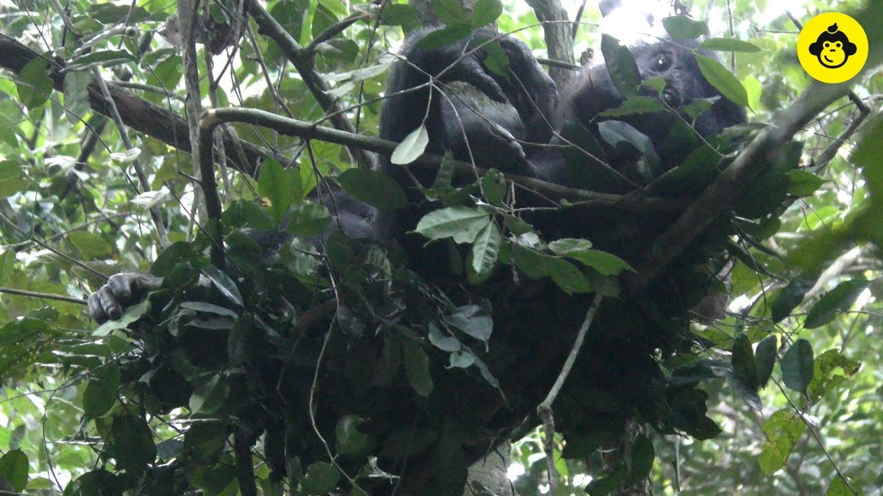 Group gathering among Wild Bonobos!【Observations of Bonobos #4】