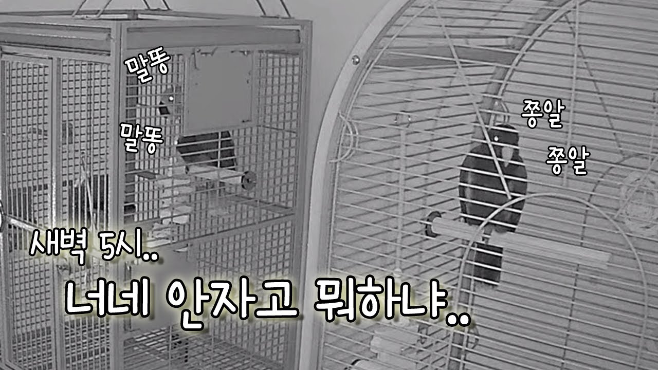 [지구젤리/일상] 사람이 잠든 시간에 앵무새는 무엇을 할까?