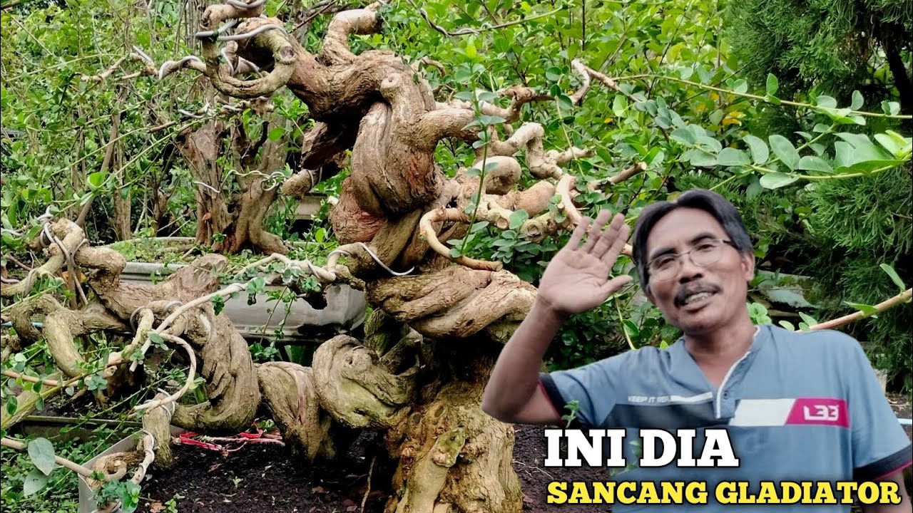 RIEVEW BONSAI SANCANG GREEN PEACE DAN GLADIATOR!! TAWARAN 147JUTA BELUM  DIJUAL