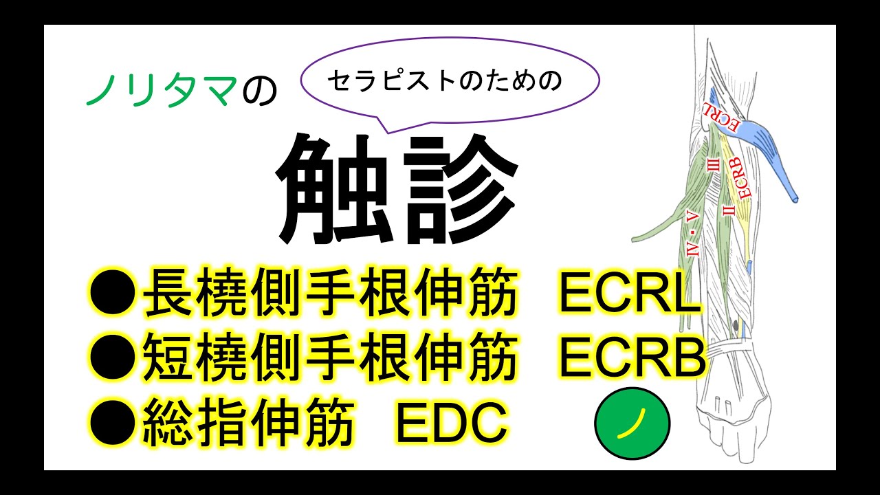 長橈側手根伸筋(ECRL)、短橈側手根伸筋(ECRB)、総指伸筋(EDC)の解剖学的特徴と触診動画