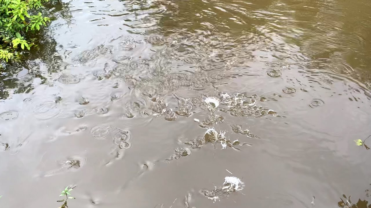 Ketika mancing ada ikan besar datang.!!! Ikan kecil nya langsung takut dan berlarian