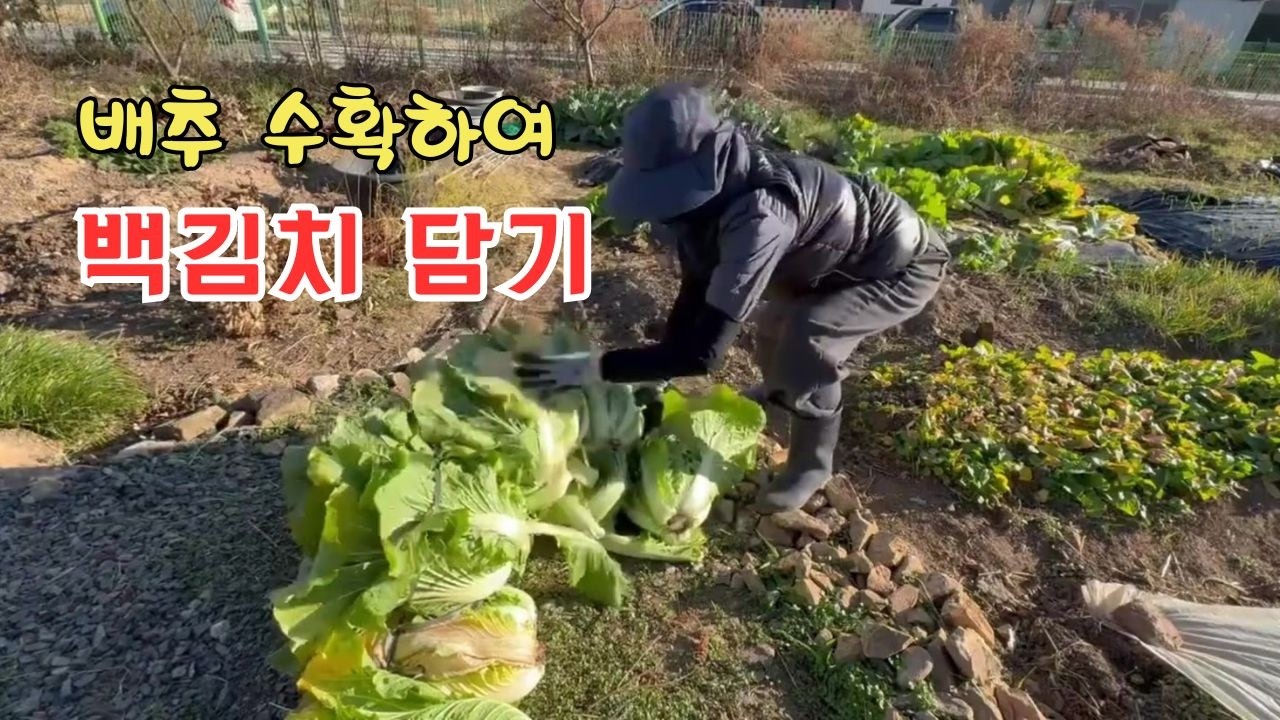텃밭 배추 수확해, 백김치를 담았습니다