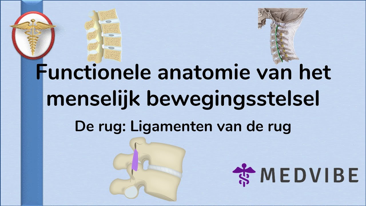 De Rug les 11: Ligamenten van de rug