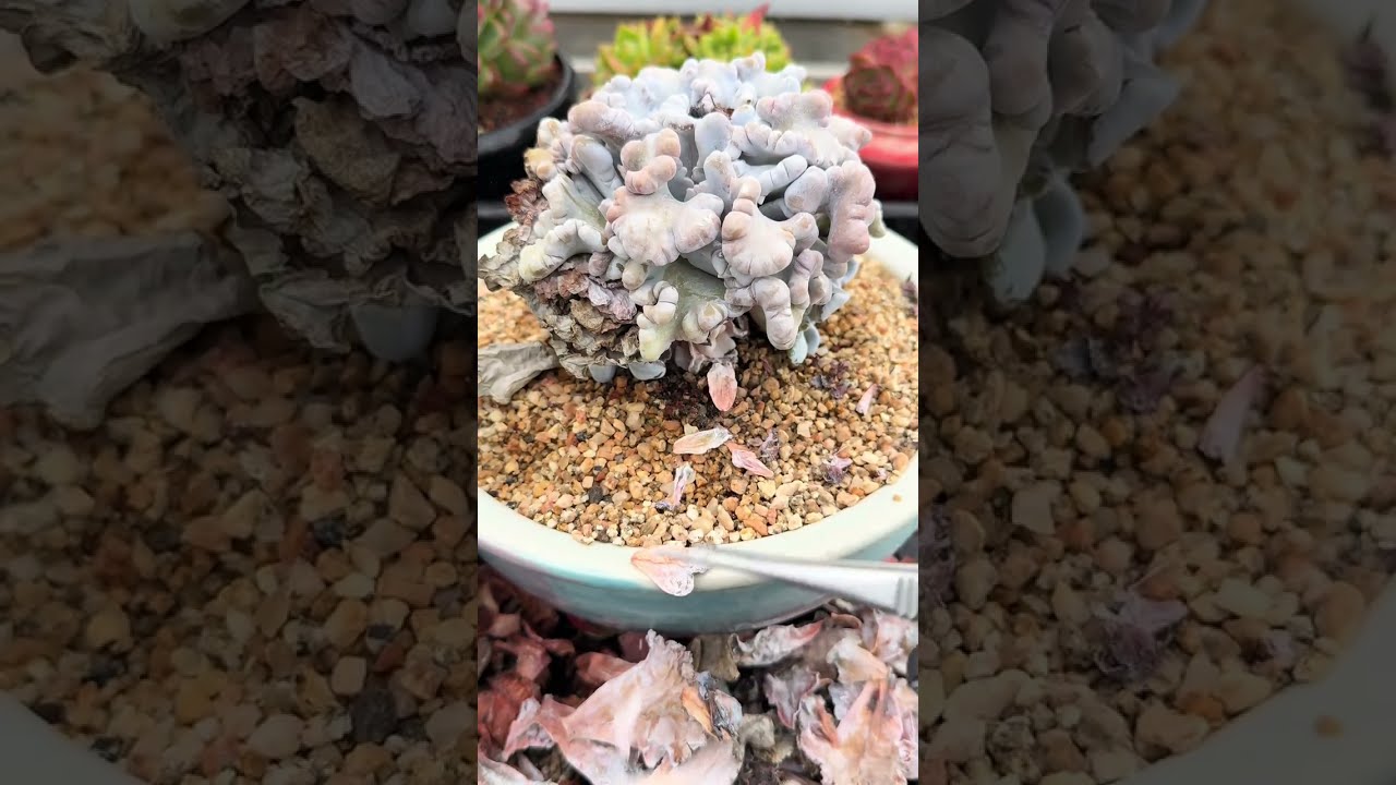 🌿 ASMR Succulent | Dry Leaves Away | A Moment of Peace 🌌