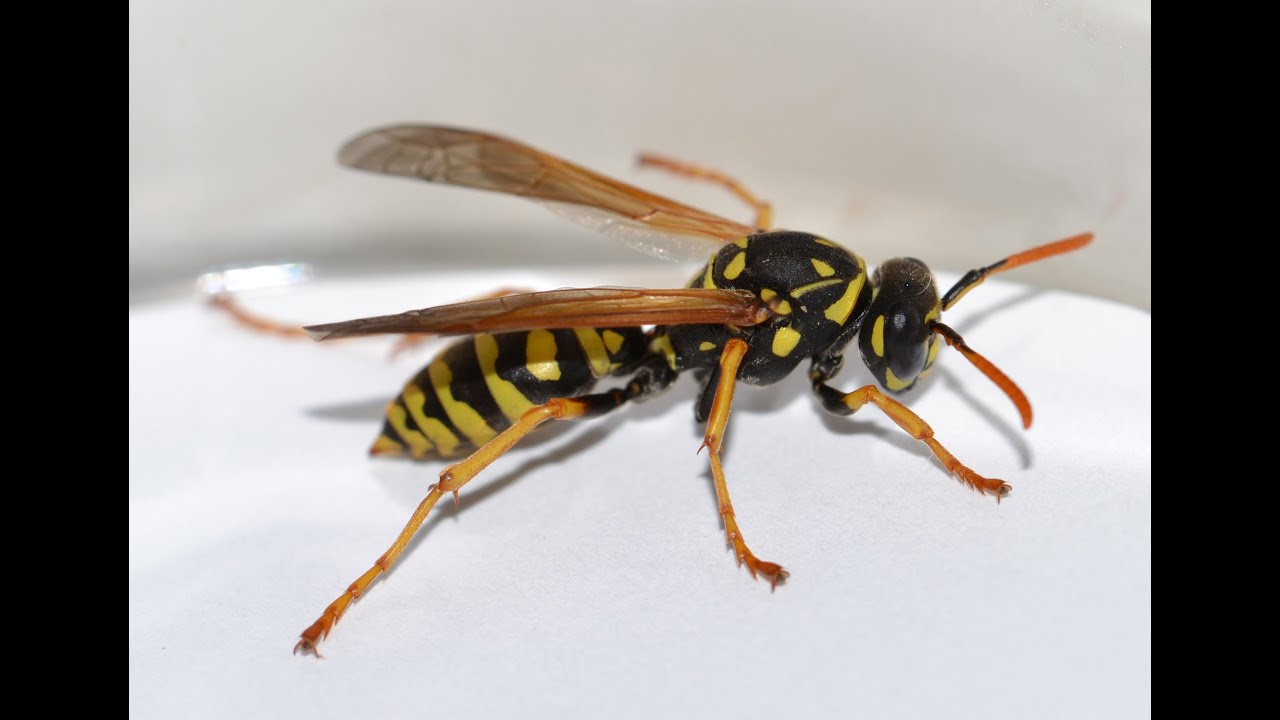 Yellowjackets Wasps Hornet Nest Removal Toms River 732-504-3758 Ozane.com