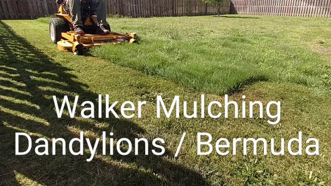 Walker Mower Mulching Dandylions & Bermuda