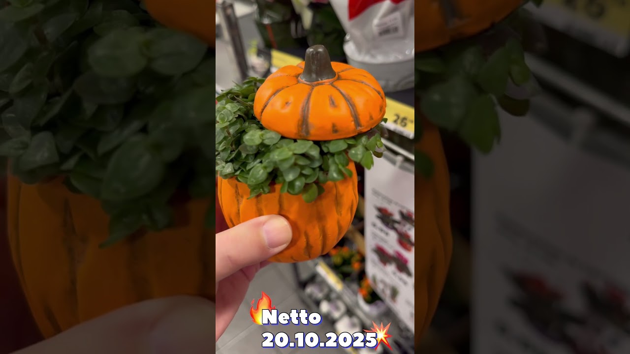 Nowa dostawa roślin w Netto (20.10.2025) #plants #rosliny #plantlover