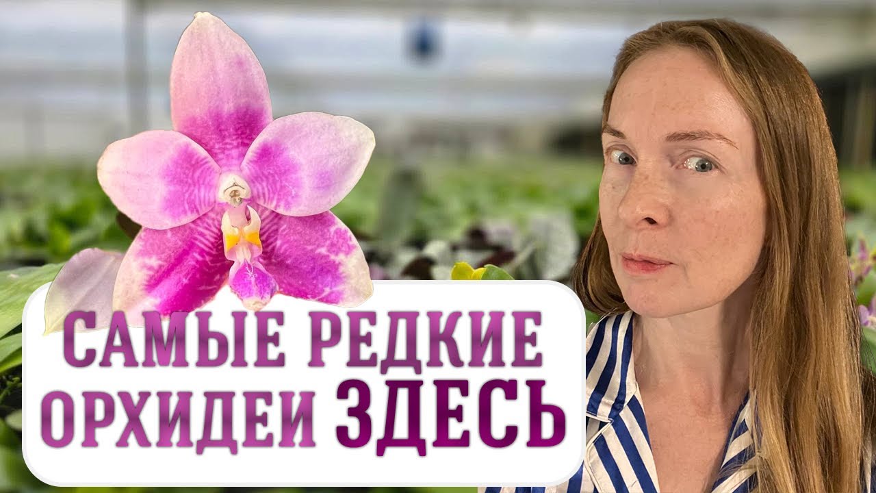 ИХ УЖЕ РАЗБИРАЮТ! Впервые из Китая - уникальные орхидеи! 
