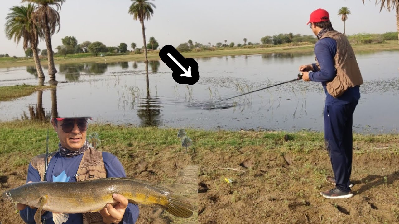 Back to Back attacks on nero frog || catching snakehead fish || murrel fishing || #part2