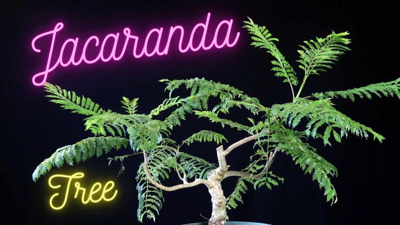 Jacaranda Bonsai Tree From Seed. Jacaranda mimosifolia. Update on 2 trees.