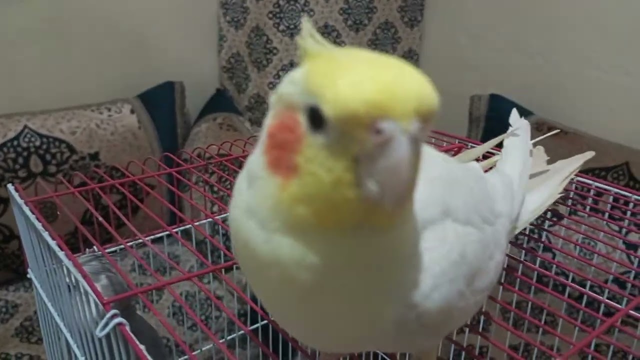 طيور كوكتيل أليفة للبيع 🪽❤️