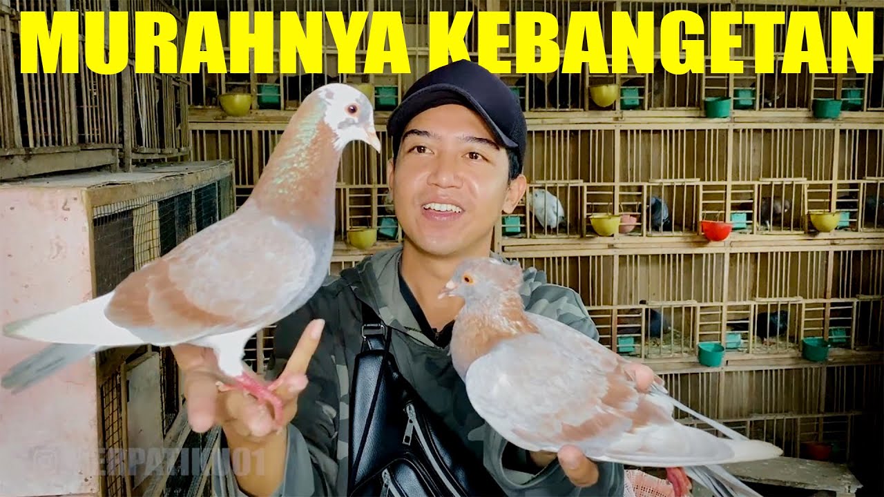 PENJUAL MERPATI PALING MURAH YANG PERNAH SAYA TEMUI