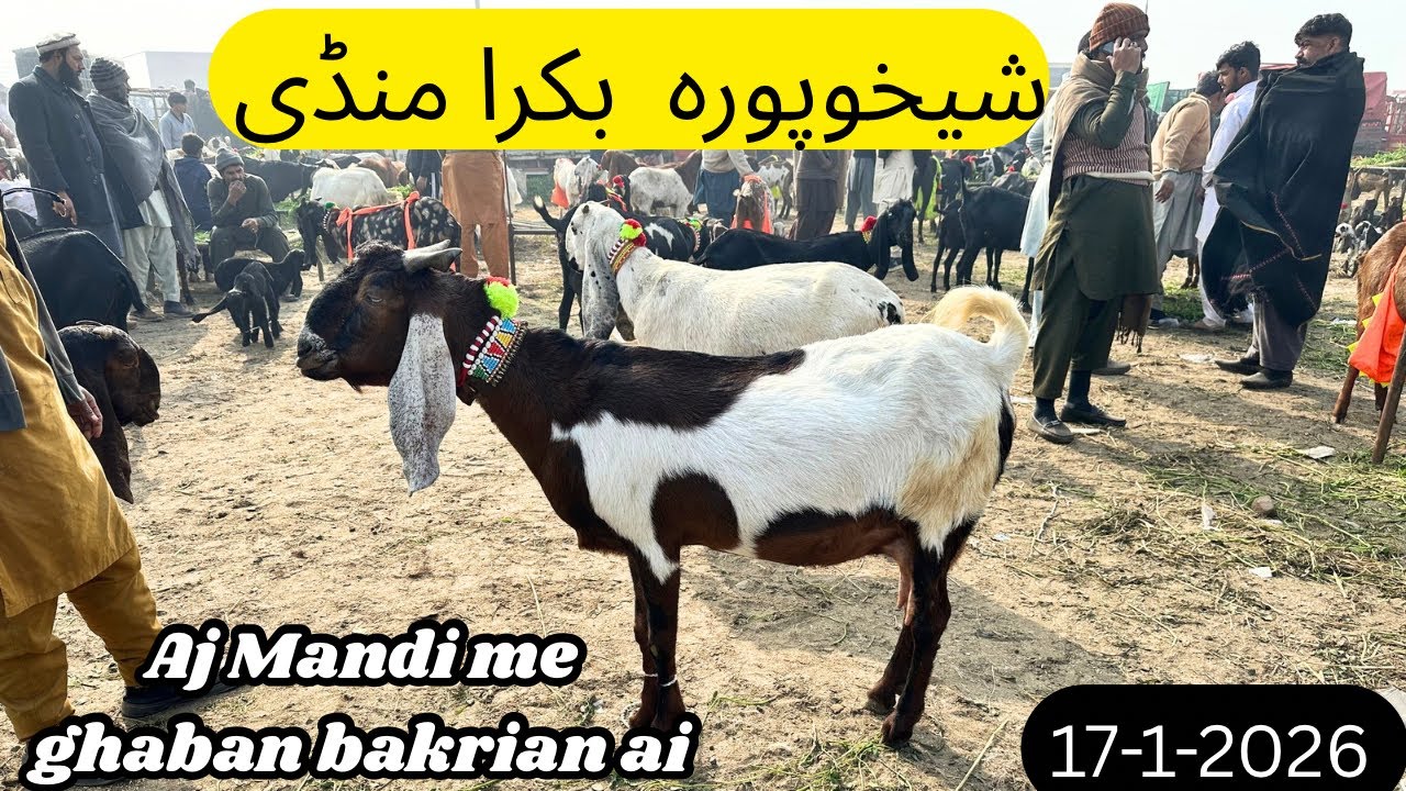 Bakra Mandi Sheikhupura | latest video | bakro or bakrio k rate aj ki Mandi me 