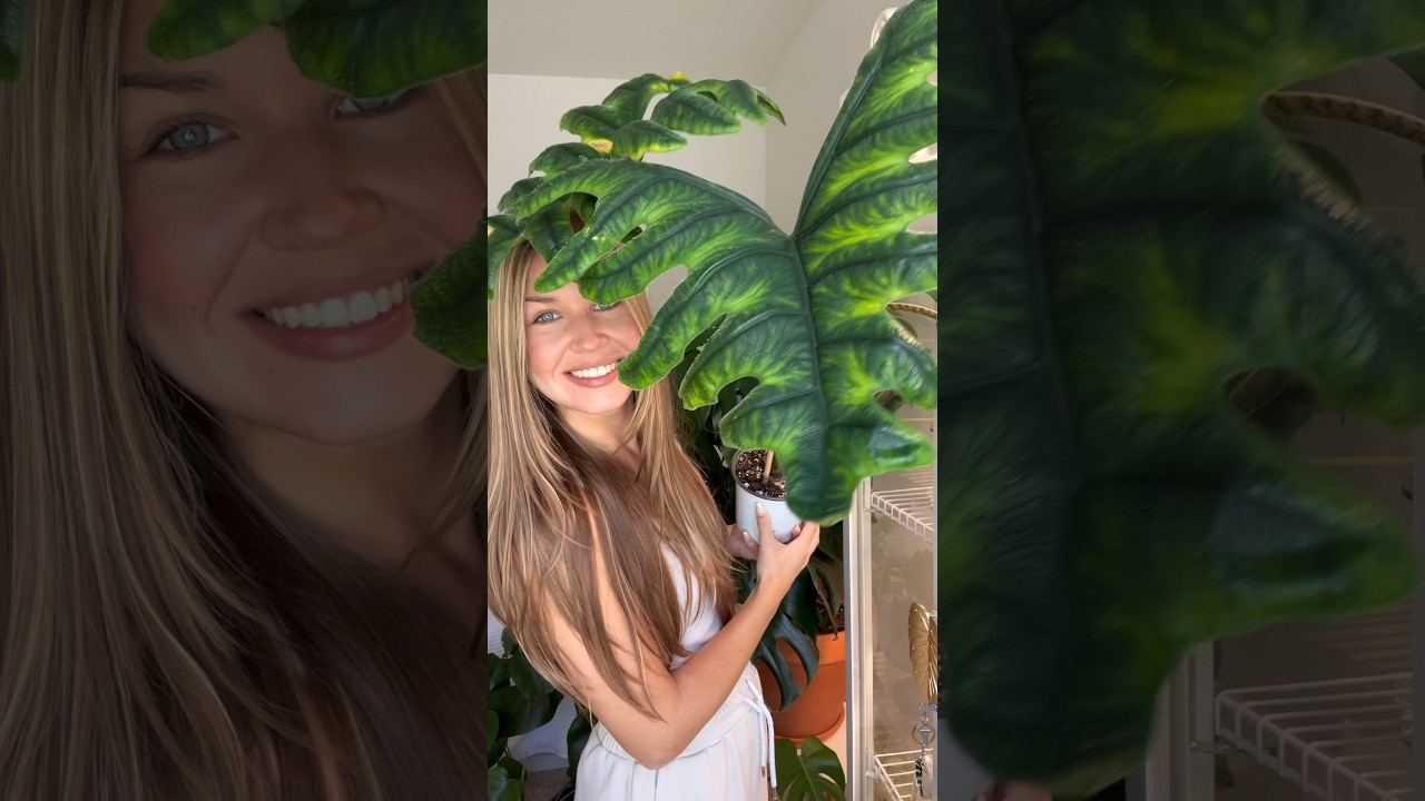 Hi, my name is Jacklyn! #alocasia #houseplants #jacklyn