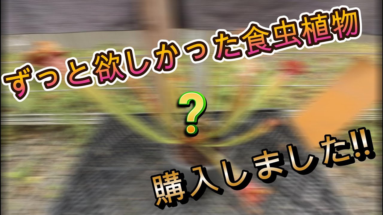 ついに念願のあの食虫植物を購入しました!!