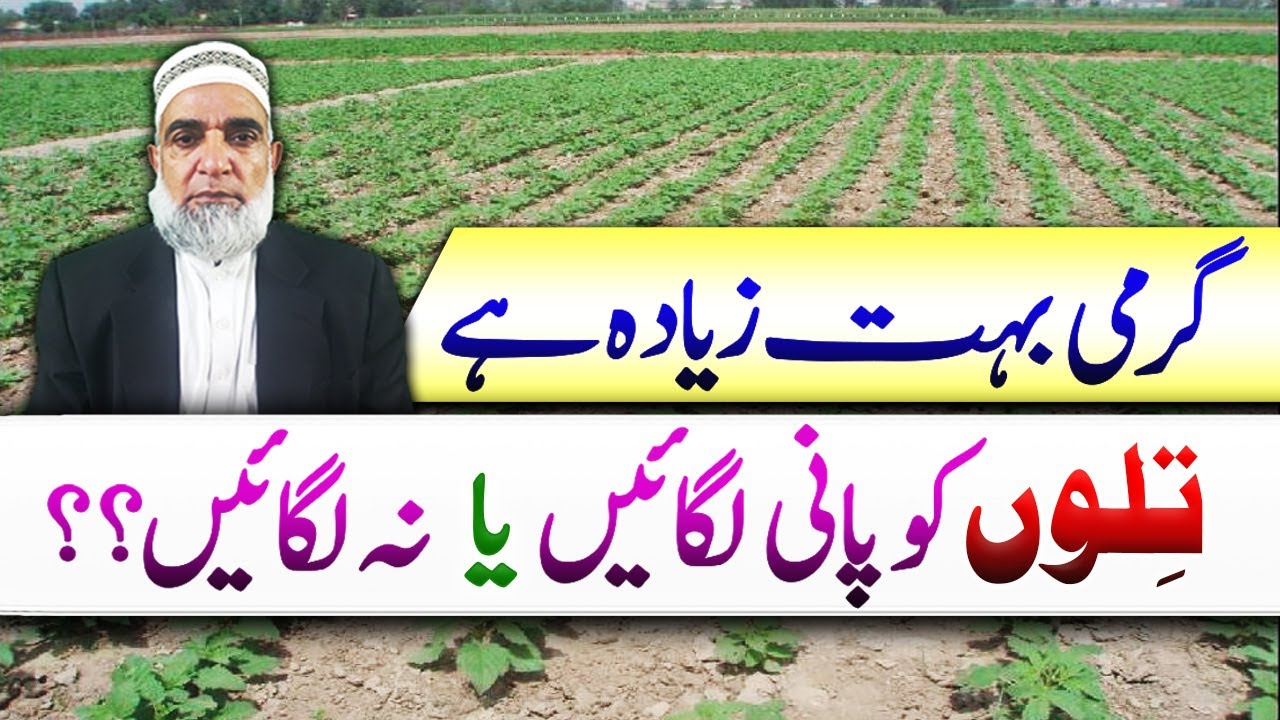Water Management schedule in Sesame crop of 2025 || Crop Reformer