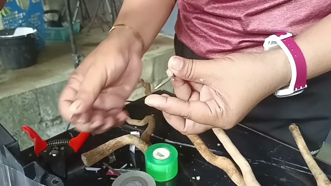 Root Grafting Bougainvillea