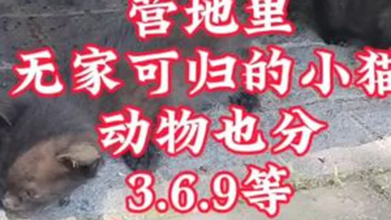 ＃自驾游，的路上啥事情都能碰见，今天看到了3只小猫崽不知到饿了多久，嗷嗷乱叫。咋都是生命，喂了点饼干。